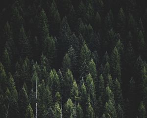 Preview wallpaper forest, nature, landscape, trees, dark