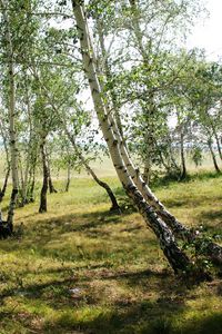 Preview wallpaper forest, nature, landscape, birch, green, trees