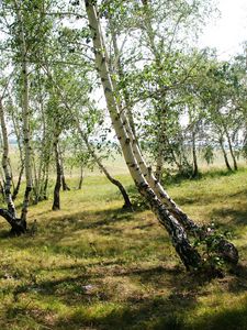 Preview wallpaper forest, nature, landscape, birch, green, trees