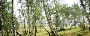 Preview wallpaper forest, nature, landscape, birch, green, trees