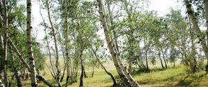 Preview wallpaper forest, nature, landscape, birch, green, trees