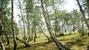 Preview wallpaper forest, nature, landscape, birch, green, trees