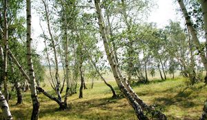 Preview wallpaper forest, nature, landscape, birch, green, trees