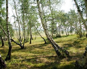 Preview wallpaper forest, nature, landscape, birch, green, trees