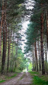 Preview wallpaper forest, nature, road, landscape