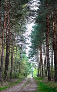 Preview wallpaper forest, nature, road, landscape