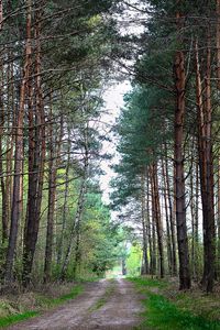 Preview wallpaper forest, nature, road, landscape