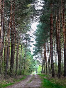 Preview wallpaper forest, nature, road, landscape