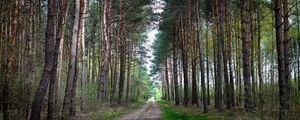 Preview wallpaper forest, nature, road, landscape