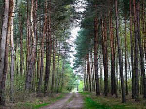 Preview wallpaper forest, nature, road, landscape