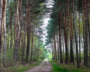 Preview wallpaper forest, nature, road, landscape