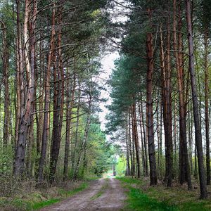 Preview wallpaper forest, nature, road, landscape