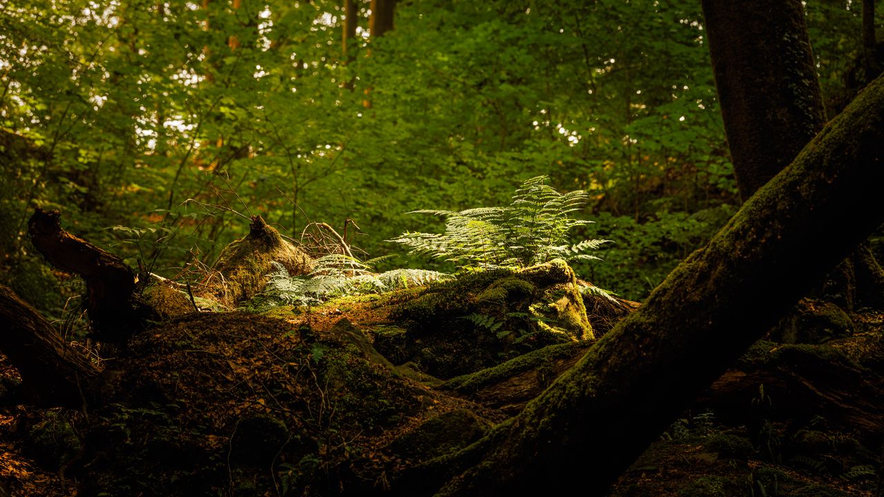 Wallpaper forest, nature, trees, fern, green