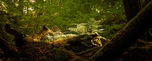 Preview wallpaper forest, nature, trees, fern, green