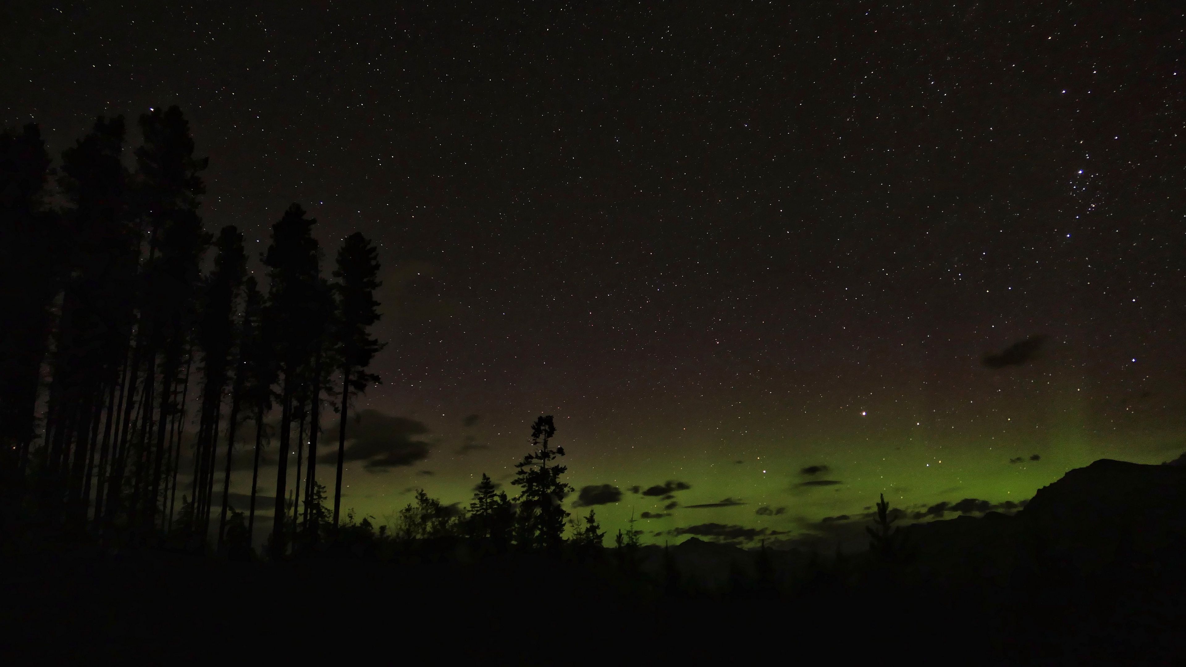 forest at night with stars