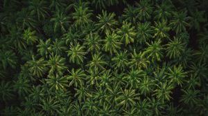 Preview wallpaper forest, palm trees, aerial view, tropics, green
