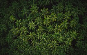 Preview wallpaper forest, palm trees, aerial view, tropics, green