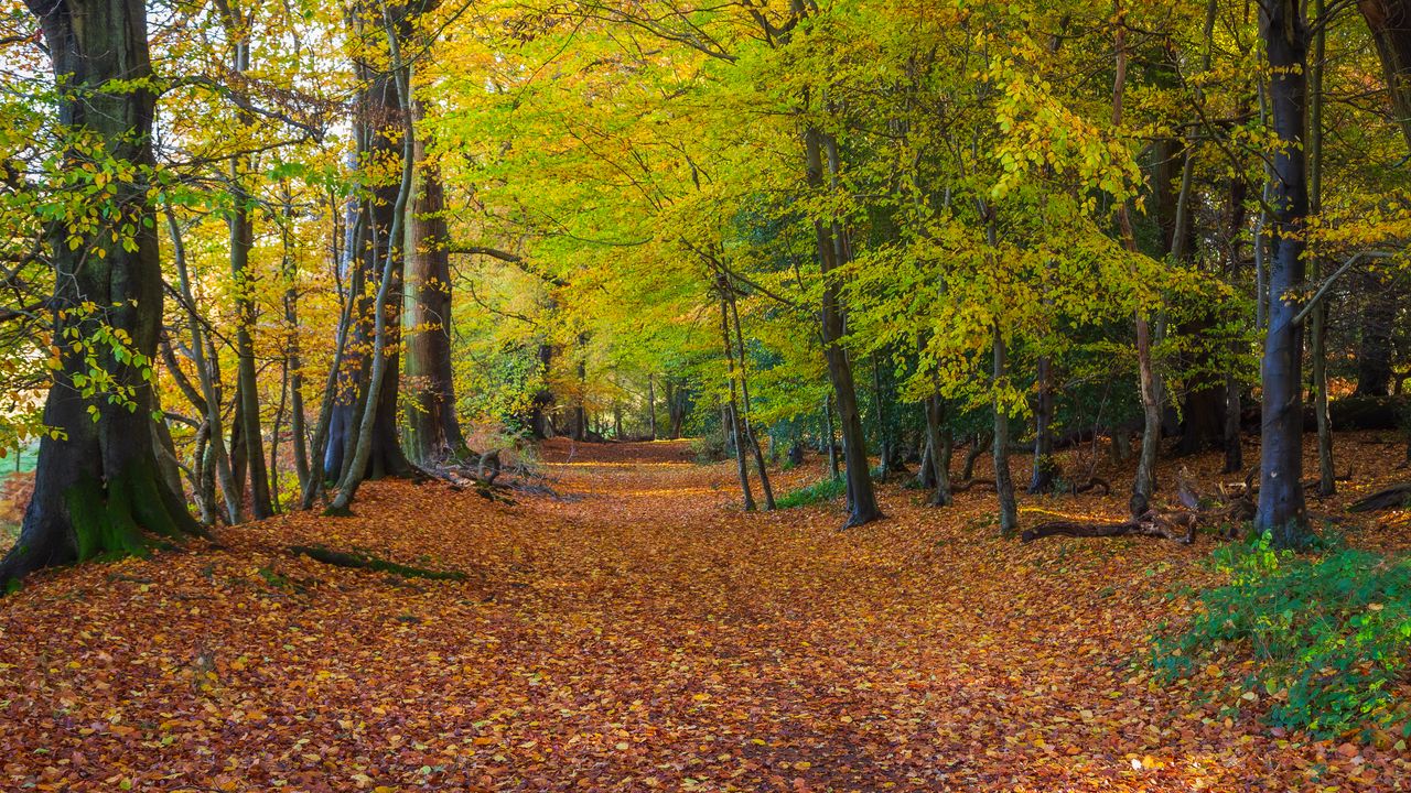 Wallpaper forest, park, trees, fallen leaves, autumn, landscape