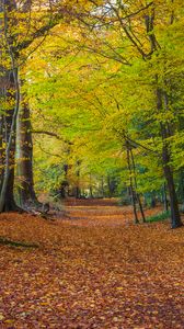 Preview wallpaper forest, park, trees, fallen leaves, autumn, landscape