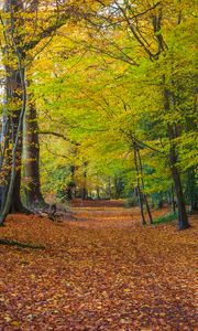 Preview wallpaper forest, park, trees, fallen leaves, autumn, landscape