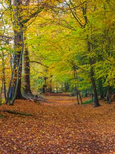 Preview wallpaper forest, park, trees, fallen leaves, autumn, landscape