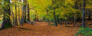 Preview wallpaper forest, park, trees, fallen leaves, autumn, landscape