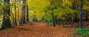 Preview wallpaper forest, park, trees, fallen leaves, autumn, landscape