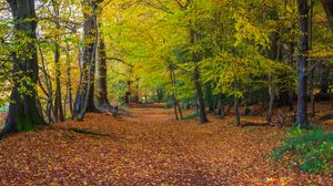 Preview wallpaper forest, park, trees, fallen leaves, autumn, landscape