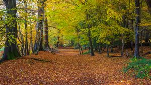 Preview wallpaper forest, park, trees, fallen leaves, autumn, landscape