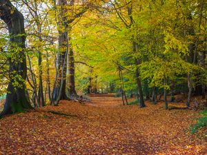 Preview wallpaper forest, park, trees, fallen leaves, autumn, landscape