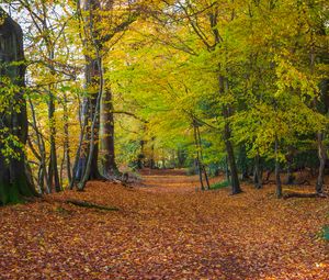 Preview wallpaper forest, park, trees, fallen leaves, autumn, landscape