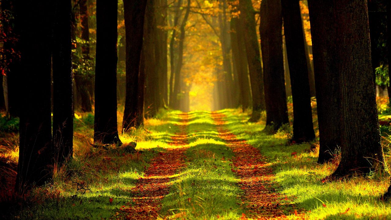 Wallpaper forest, path, autumn, trees, foliage