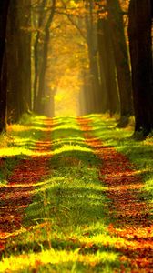 Preview wallpaper forest, path, autumn, trees, foliage
