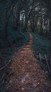 Preview wallpaper forest, path, autumn, trees, steps