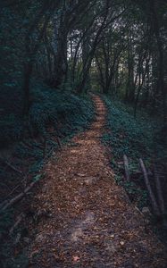 Preview wallpaper forest, path, autumn, trees, steps