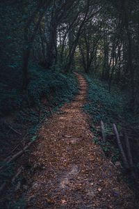 Preview wallpaper forest, path, autumn, trees, steps