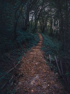 Preview wallpaper forest, path, autumn, trees, steps