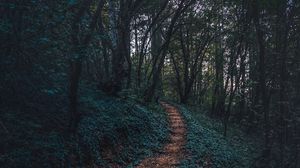 Preview wallpaper forest, path, autumn, trees, steps