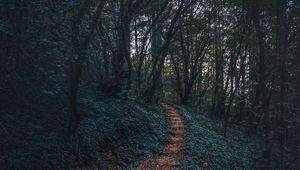 Preview wallpaper forest, path, autumn, trees, steps