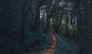 Preview wallpaper forest, path, autumn, trees, steps