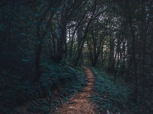 Preview wallpaper forest, path, autumn, trees, steps