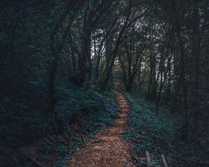 Preview wallpaper forest, path, autumn, trees, steps