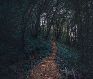 Preview wallpaper forest, path, autumn, trees, steps