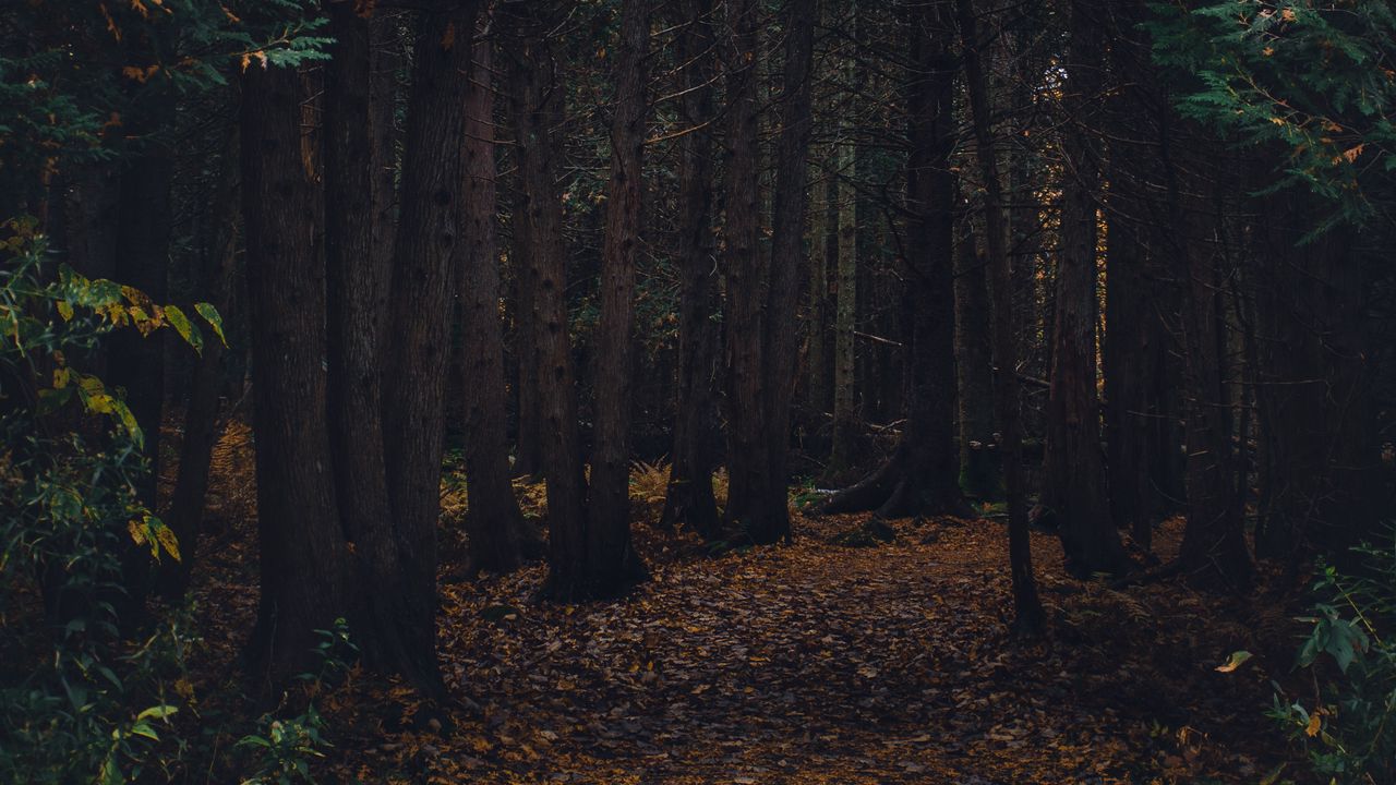 Wallpaper forest, path, autumn, trees, walk