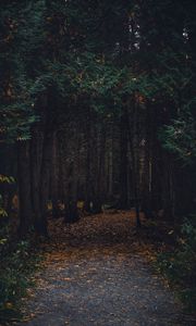 Preview wallpaper forest, path, autumn, trees, walk
