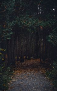 Preview wallpaper forest, path, autumn, trees, walk
