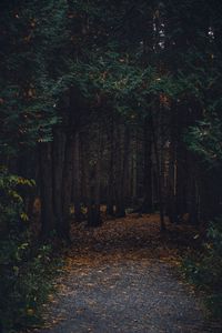 Preview wallpaper forest, path, autumn, trees, walk