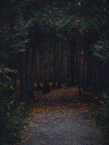 Preview wallpaper forest, path, autumn, trees, walk