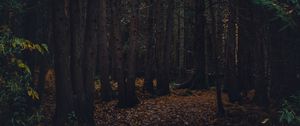 Preview wallpaper forest, path, autumn, trees, walk