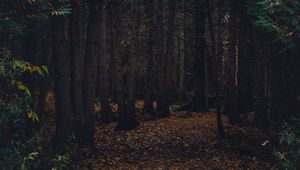 Preview wallpaper forest, path, autumn, trees, walk